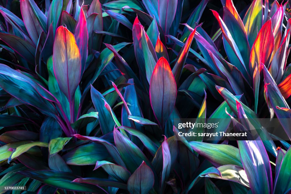 Tropical leaves colorful flower on dark tropical foliage nature background dark green foliage nature