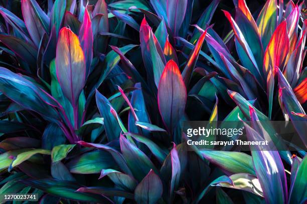 tropical leaves colorful flower on dark tropical foliage nature background dark green foliage nature - tropical climate stock pictures, royalty-free photos & images