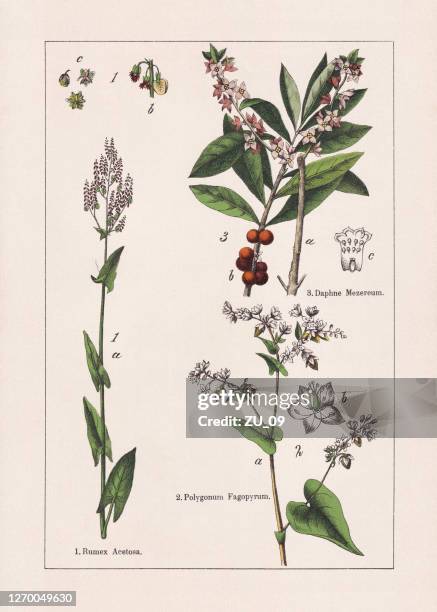 magnoliiden, caryophyllales, chromolithograph, veröffentlicht 1895 - sauerampfer stock-grafiken, -clipart, -cartoons und -symbole