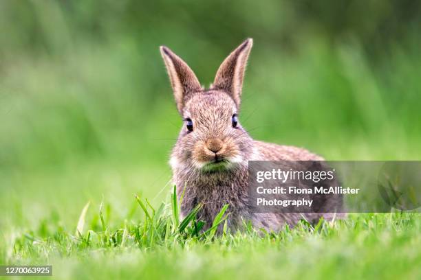 british wild rabbit eating short grass - coniglio foto e immagini stock