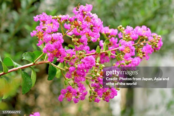 japanese crape myrtle flower / lagerstroemia indica - crape myrtle stock-fotos und bilder