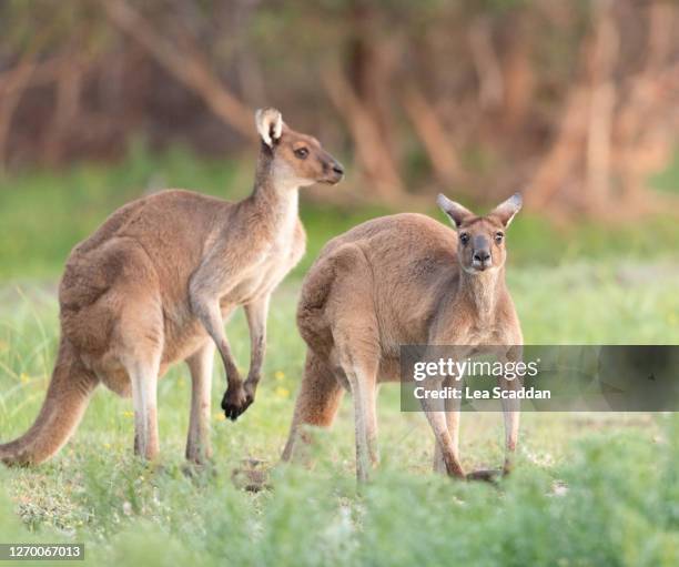 pair of wild kangaroos - grey kangaroo stock pictures, royalty-free photos & images