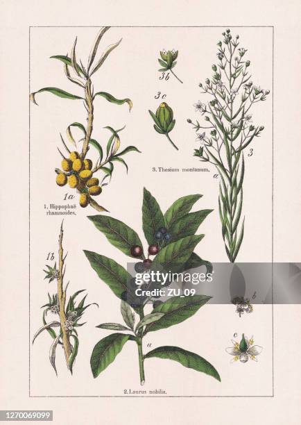 magnoliids, chromolithograph, published in 1895 - bay leaf stock illustrations