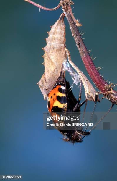 Papillon petite tortue sortant de sa chrysalide.