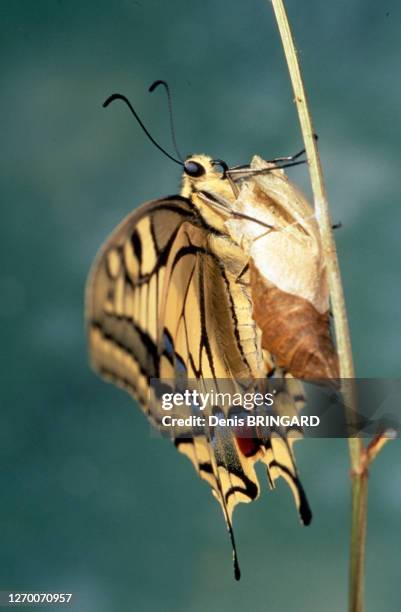 Machaon sorti de sa chrysalide..