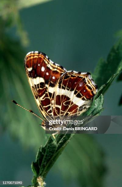 Papillon carte géographique sorti de sa chrysalide.