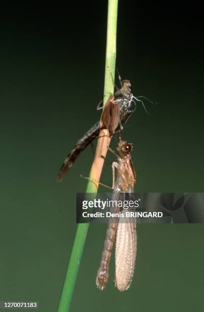 Métamorphose de libellule sortant de sa nymphe.