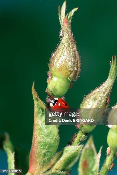 Coccinelle à deux points mangeant des pucerons sur un rosier.