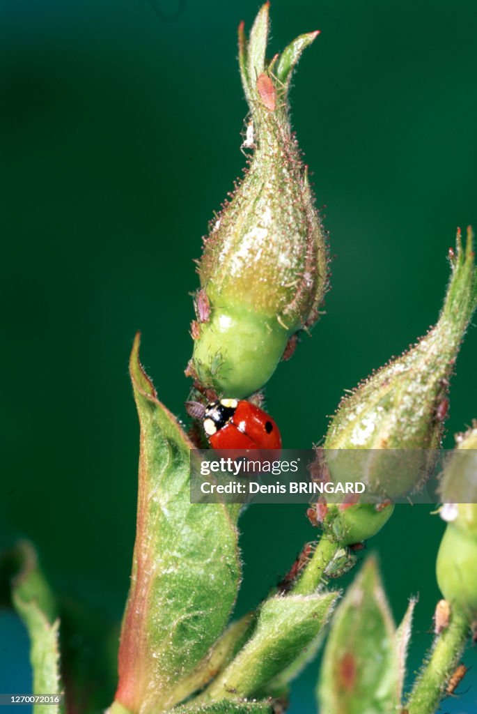 Coccinelle à deux points