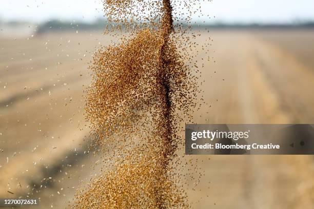 harvested wheat kernels - same action stock-fotos und bilder