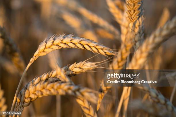 ears of wheat - husk stockfoto's en -beelden