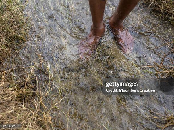 Brook Farm Rice 319 South Brook Farm Stock Photos, High-Res Pictures, and Images ...