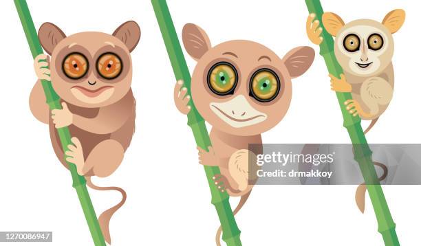 tarsier - tarsier stock illustrations