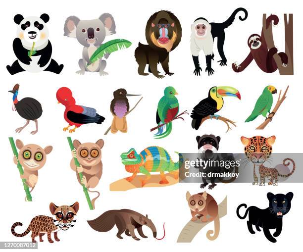 ilustraciones, imágenes clip art, dibujos animados e iconos de stock de tarsier - mandrill