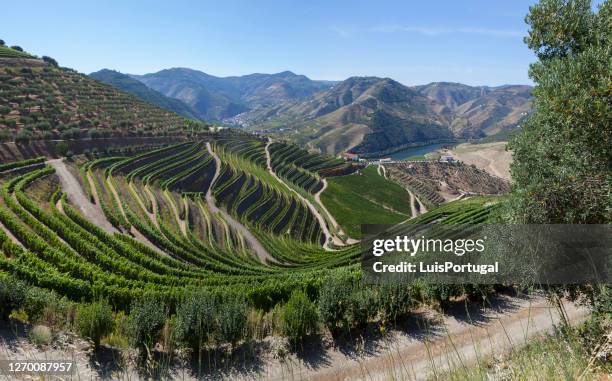 valle del duero cerca de pinháo - porto portugal fotografías e imágenes de stock