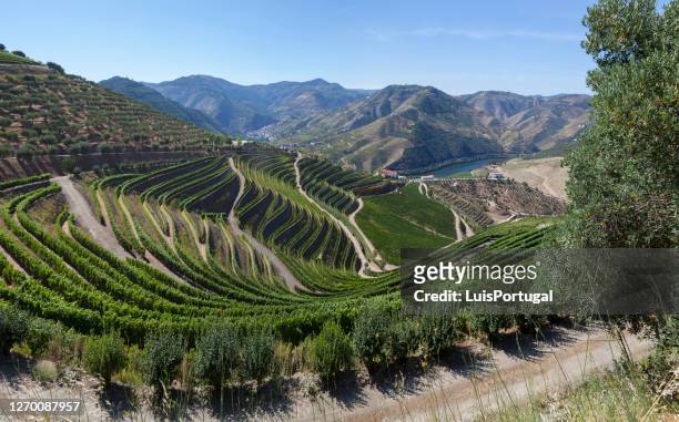 douro valley near pinhão - portugal stock pictures, royalty-free photos & images