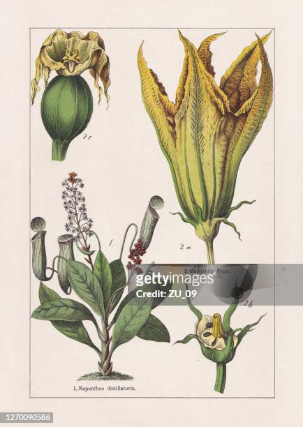 illustrations, cliparts, dessins animés et icônes de magnoliaids, chromolithographe, publié en 1895 - insectivore