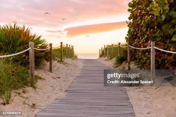 wooden path to the beach at sunset - habitat bird florida stock pictures, royalty-free photos & images