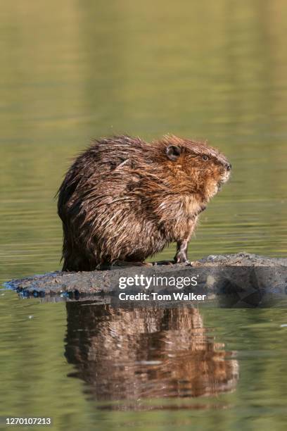 beaver, aquatic mammal, alaska, north america - kanadischer biber stock-fotos und bilder