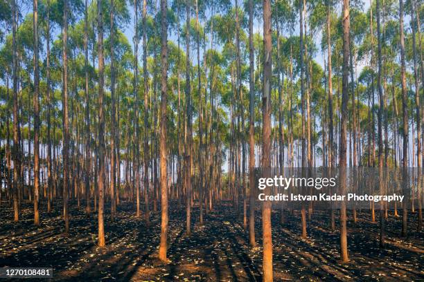 eucalyptus tree plantation - monoculture stock pictures, royalty-free photos & images