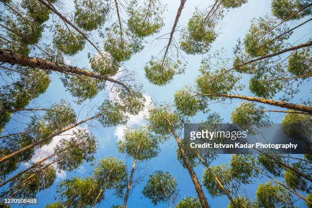 eucalyptus tree plantation - directly below tree photos et images de collection