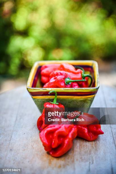 red savina habanero peppers freshly harvested from the garden - habanero stock pictures, royalty-free photos & images