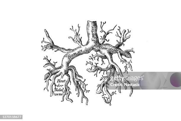 child's portal vein - human small intestine stock illustrations