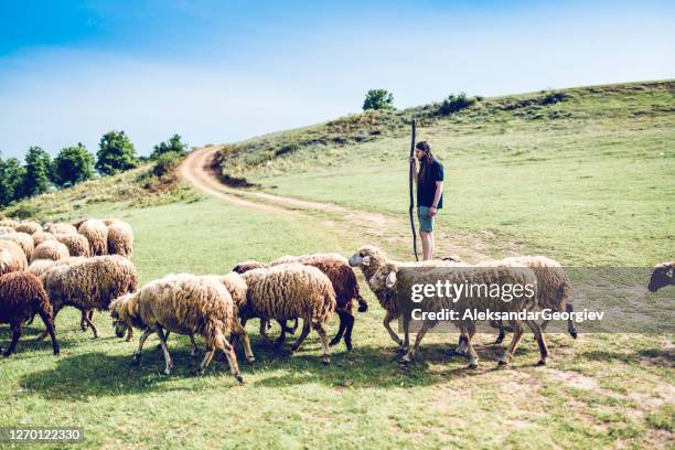 long haired male shepherding a flock of sheep before becoming a monk - shepherds staff stock pictures, royalty-free photos & images