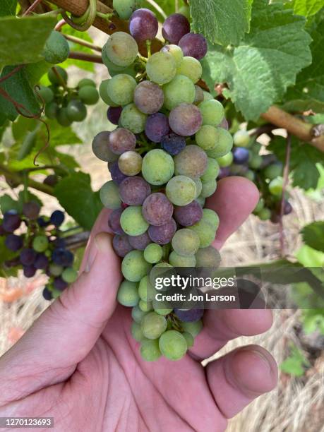 pinot noir grapes ripening on the vine - willamette valley stock pictures, royalty-free photos & images