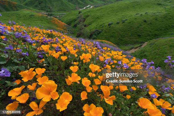 california golden poppy and phacelia minor blooming in chino hills state park, california - california super bloom stock-fotos und bilder