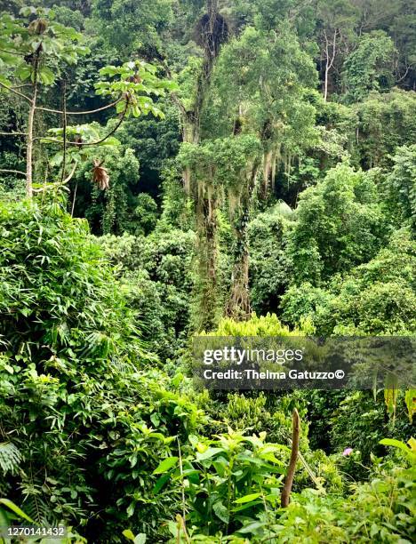 atlantic rain forest - atlantic rain forest photos et images de collection