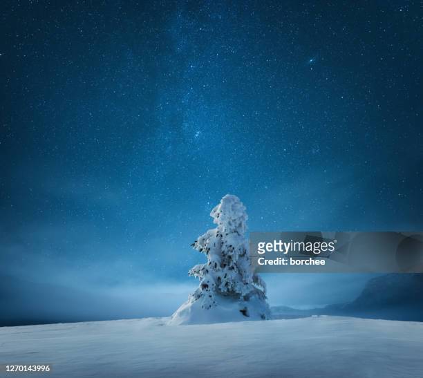 kerstboom - blue winter tree stockfoto's en -beelden