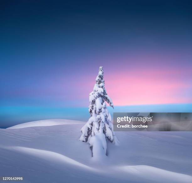 kerstboom bij zonsondergang - blue winter tree stockfoto's en -beelden