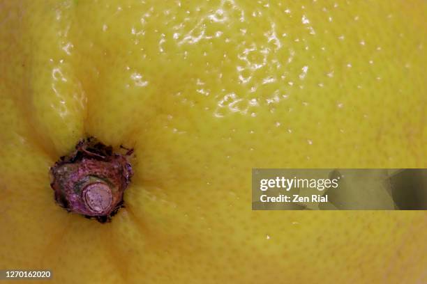 extreme close-up of a lemon showing a part of the stem - stem stock pictures, royalty-free photos & images