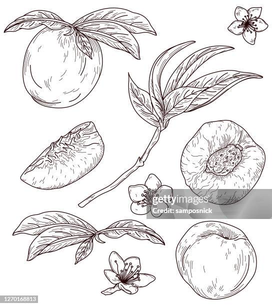 vintage peach fresh fruit line artwork set - peach tree stock illustrations