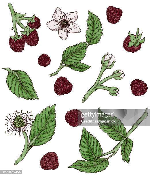 Woodcut Raspberry Woodcut Food Icons Photos and Premium High Res Pictures - Getty Images