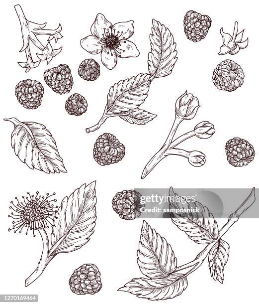 stockillustraties, clipart, cartoons en iconen met vintage raspberry fresh fruit line artwork set - framboos