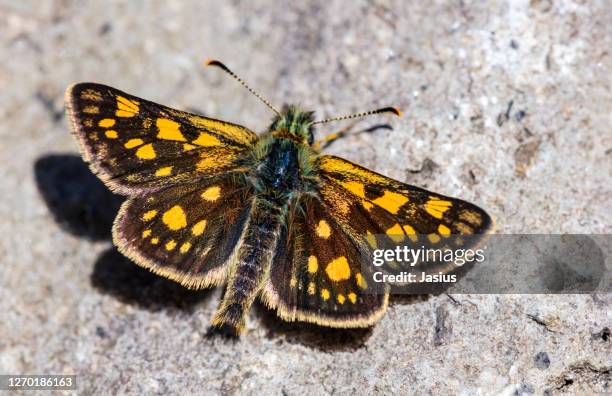 carterocephalus palaemon – chequered skipper butterfly - hesperiidae stock pictures, royalty-free photos & images