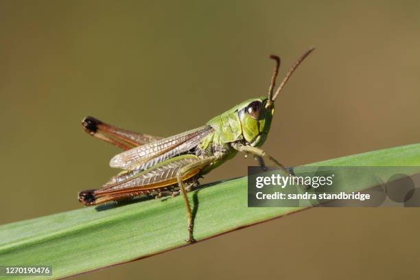 a pretty meadow grasshopper, chorthippus parallelus, perching on grass. - saltamontes fotografías e imágenes de stock