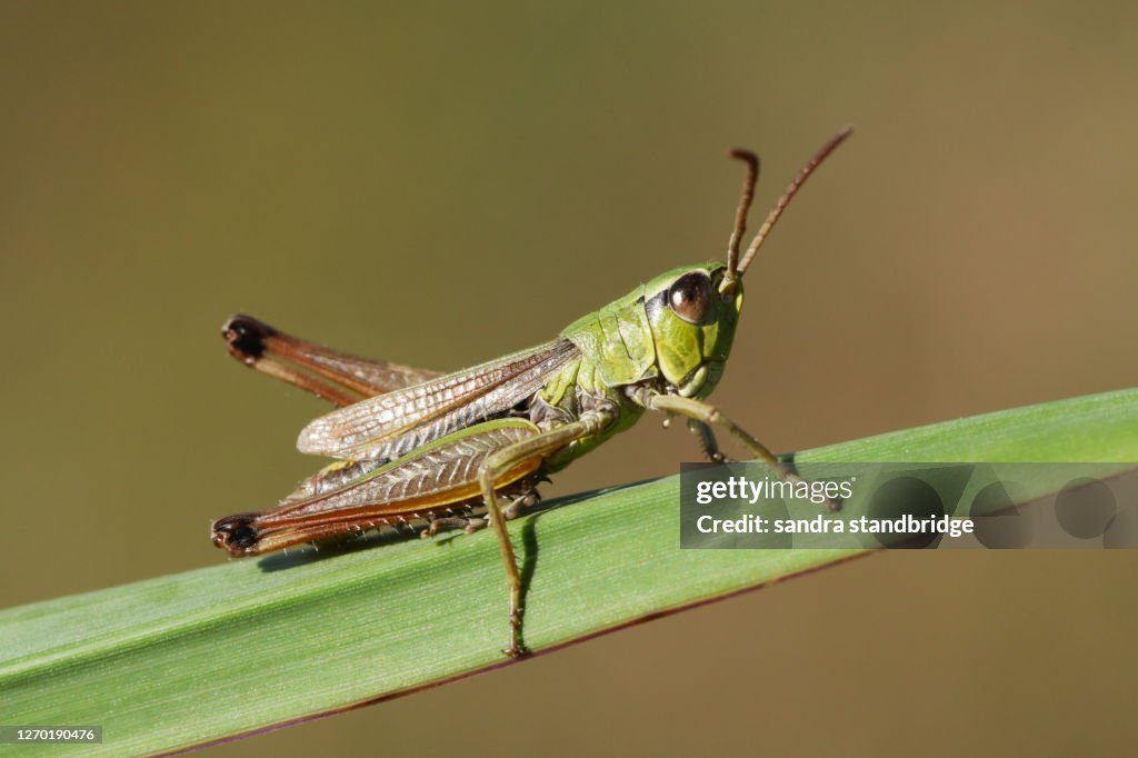 A pretty Meadow Grasshopper, Chorthippus parallelus, perching on grass.