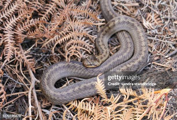 a magnificent rare smooth snake, coronella austriaca, coiled up in heathland in the uk. - coronella austriaca stock pictures, royalty-free photos & images