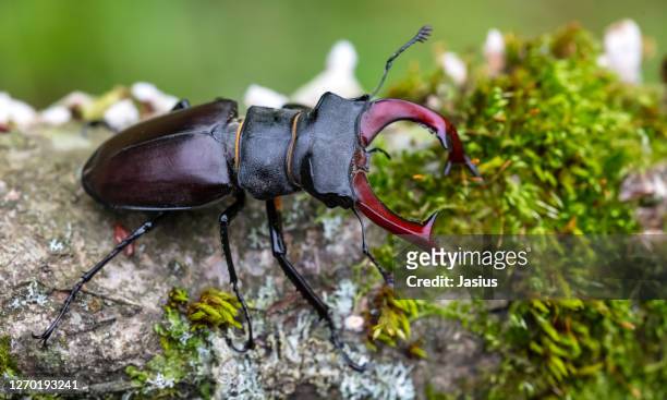 lucanus cervus – european stag beetle - horned beetle stock-fotos und bilder