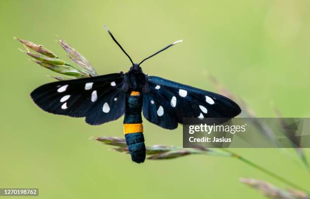 amata phegea – nine-spotted moth - nine spotted moth stock pictures, royalty-free photos & images