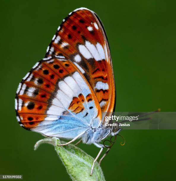 Giant Rift Butterfly 1,651 Giant Butterfly Wings Stock Photos, High-Res Pictures, and Images ...