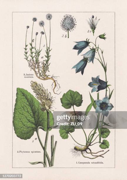 magnoliids, campanulaceae, chromolithograph, published in 1895 - bluebell stock illustrations