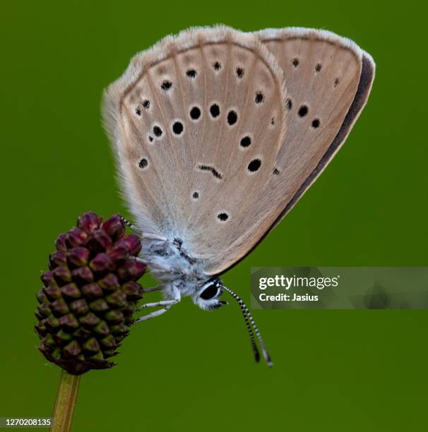maculinea teleius – scarce large blue butterfly - maculinea teleius stock pictures, royalty-free photos & images