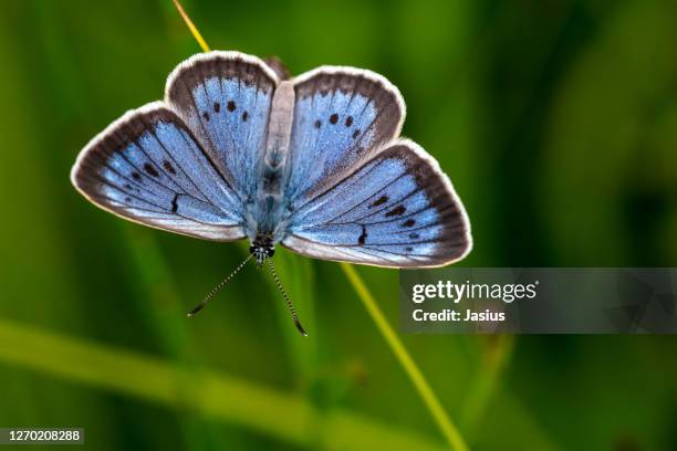 maculinea teleius – scarce large blue butterfly - maculinea teleius stock pictures, royalty-free photos & images