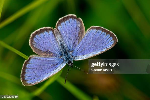 maculinea alcon – alcon blue butterfly - blue butterfly stock pictures, royalty-free photos & images