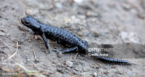 salamandra atra – alpine salamander - salamandra fotografías e imágenes de stock