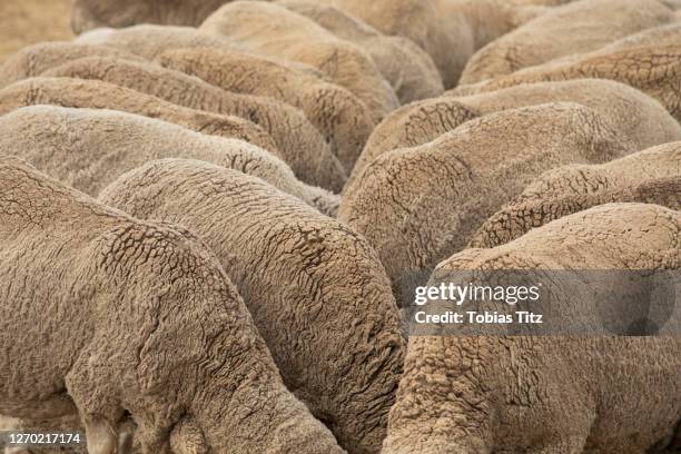 Sheep Texture Guide 1,553 Sheep Skin Texture Stock Photos, High-Res Pictures, and Images ...